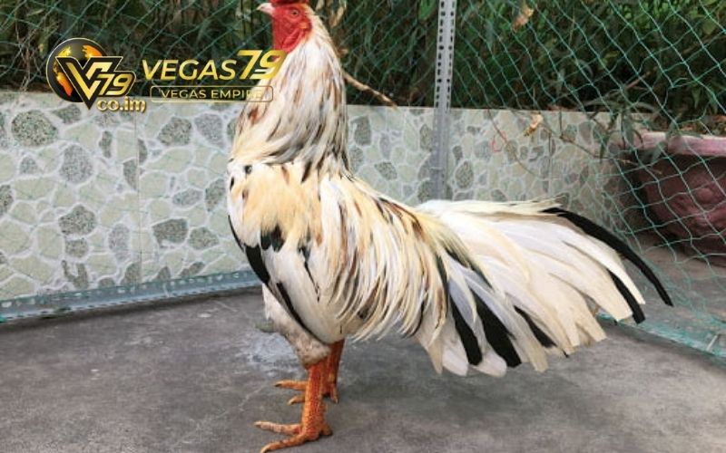 Đá Gà Trực Tiếp Thomo Hôm Nay: Hướng Dẫn Xem Chất Lượng HD 3 đá gà trực tiếp thomo hôm nay